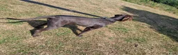 German Wirehaired Pointer dogs for sale: German wirehaired pointer lad in Reading - Advert 4