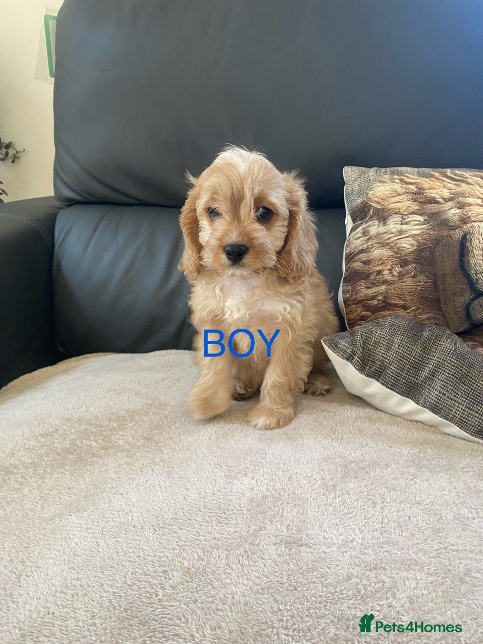 Cavapoo dogs 🐾READY NOW🐾 - Advert 11