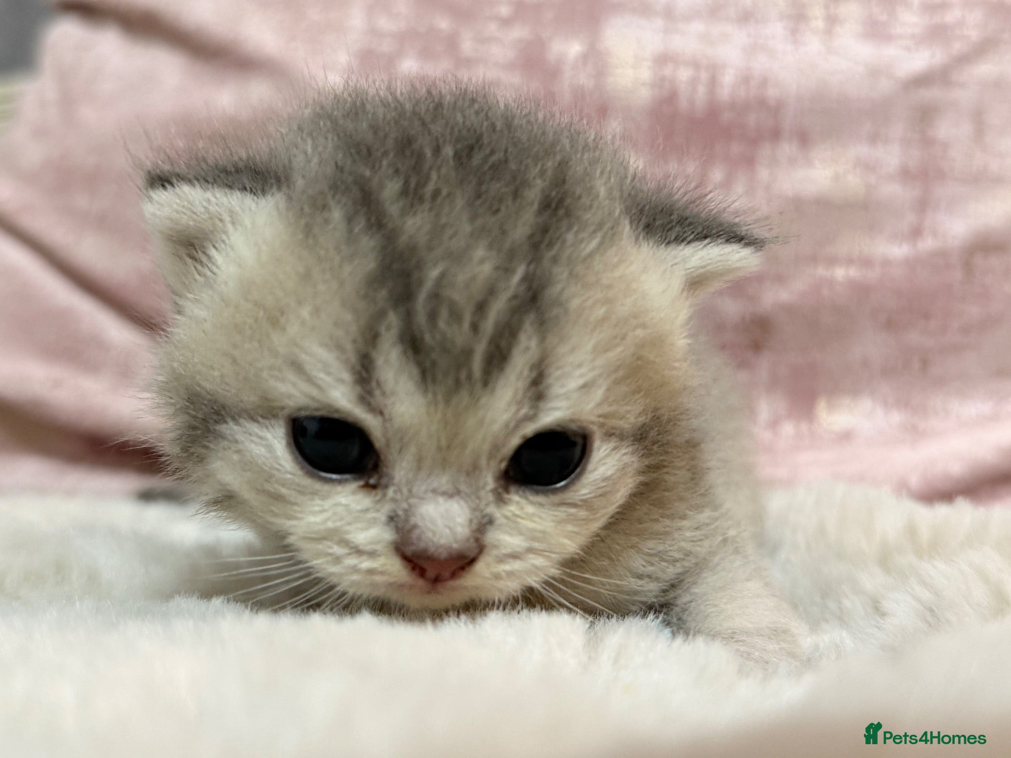British Shorthair cats Blue Golden Shaded British Shorthair Kittens - Advert 14