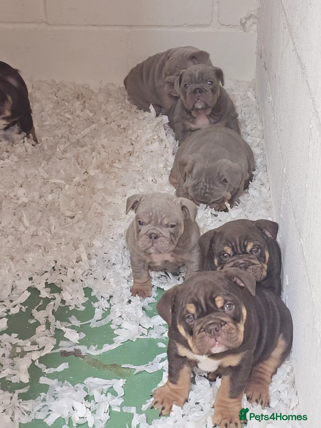 English Bulldog dogs for sale: English bulldog pups for sale - Advert 12