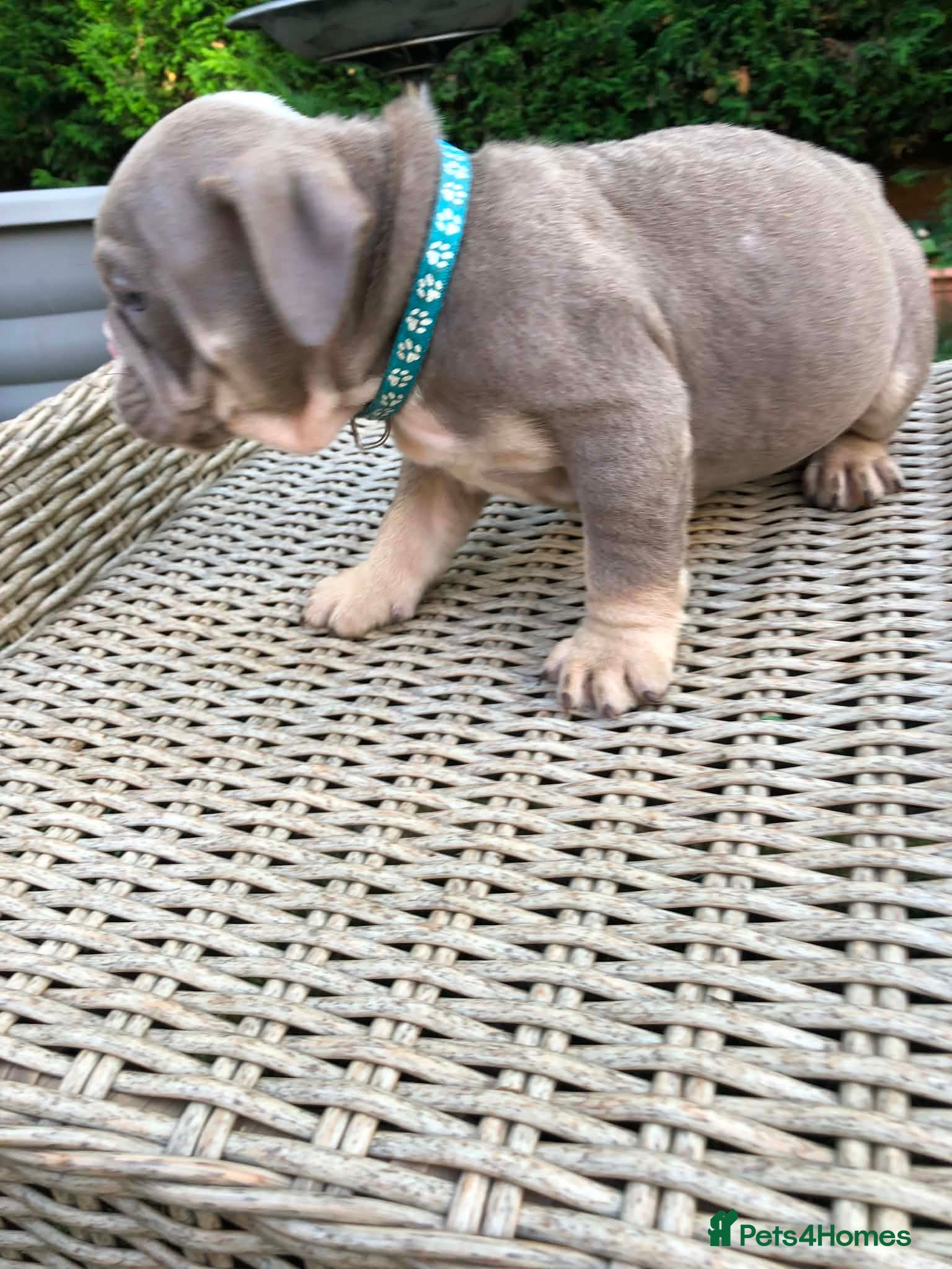 English Bulldog dogs for sale: English bulldog puppies in Doncaster - Advert 12