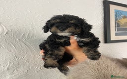 Toy Poodle dogs for sale: KC toy poodle puppies - Image 8