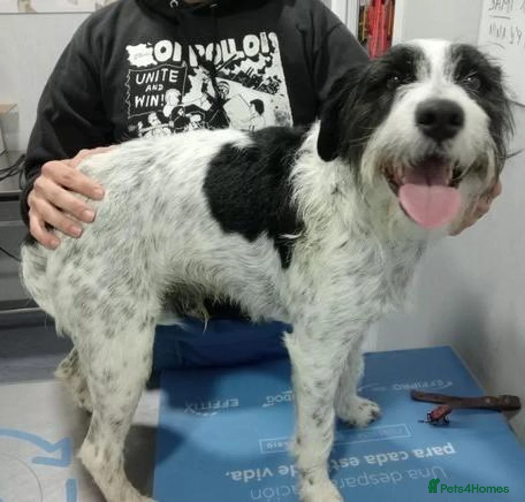 Mixed Breed dogs for adoption: Happy-go-lucky, handsome Benny in Essex in Colchester - Advert 6