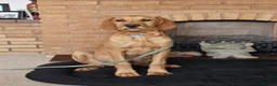 Golden Retriever dogs for sale: Golden Retriever x Wire Haired Hungarian Vizsla  in Melton Mowbray - Advert 9