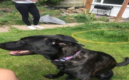 Mixed Breed dogs for sale: Cane corso x Belgium mal  - Image 2
