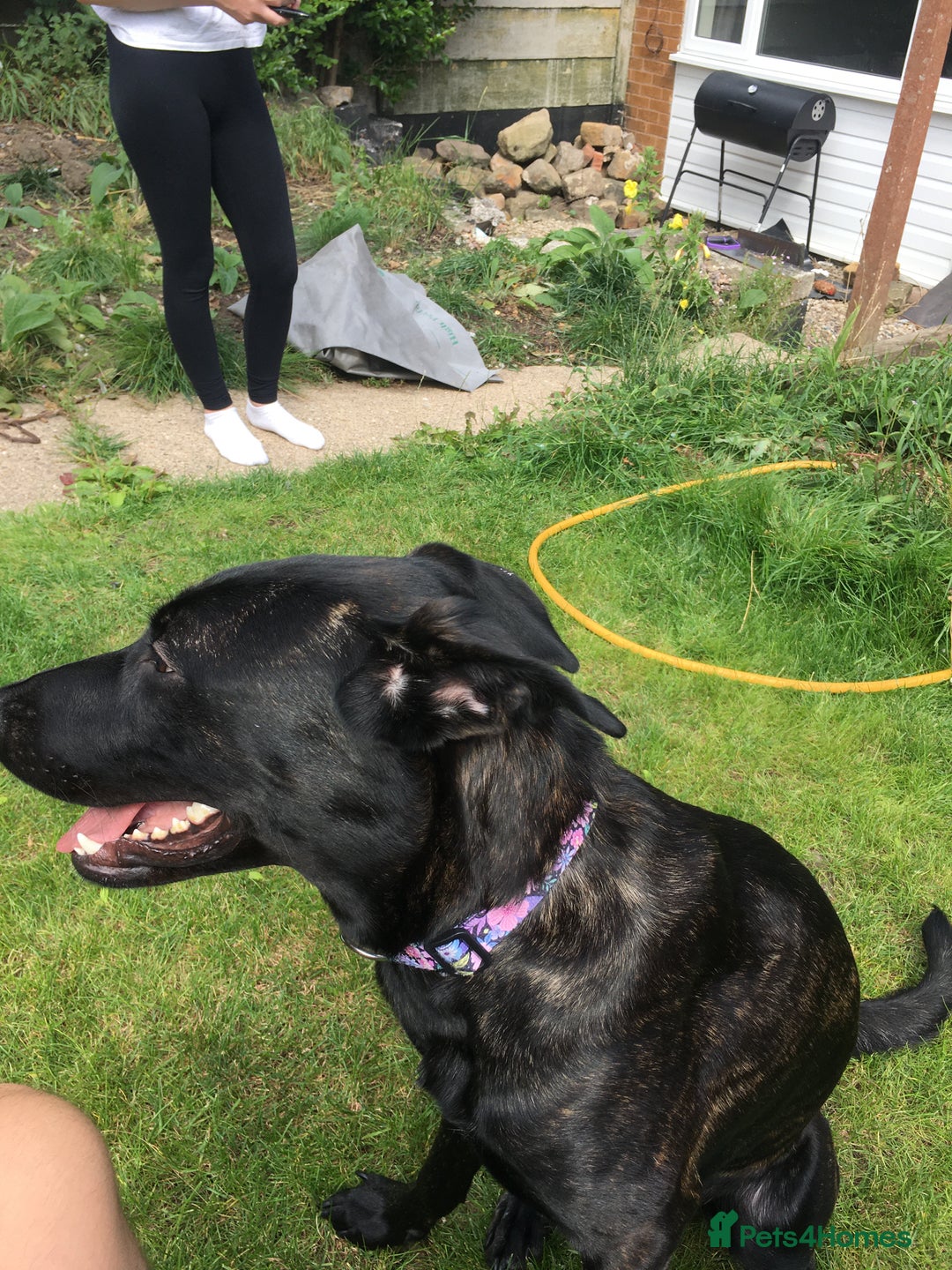Mixed Breed dogs for sale: Cane corso x Belgium mal  - Image 2