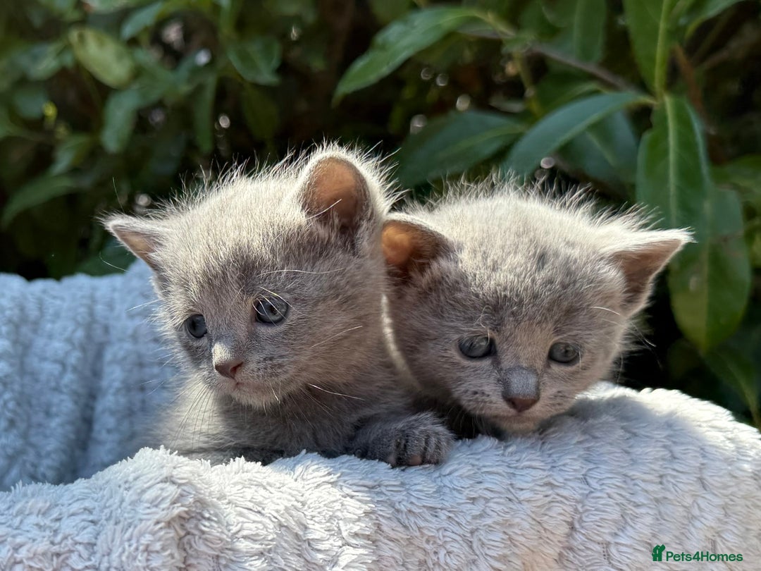 Russian Blue cats for sale: Pure Russian Blue Kittens - Image 5