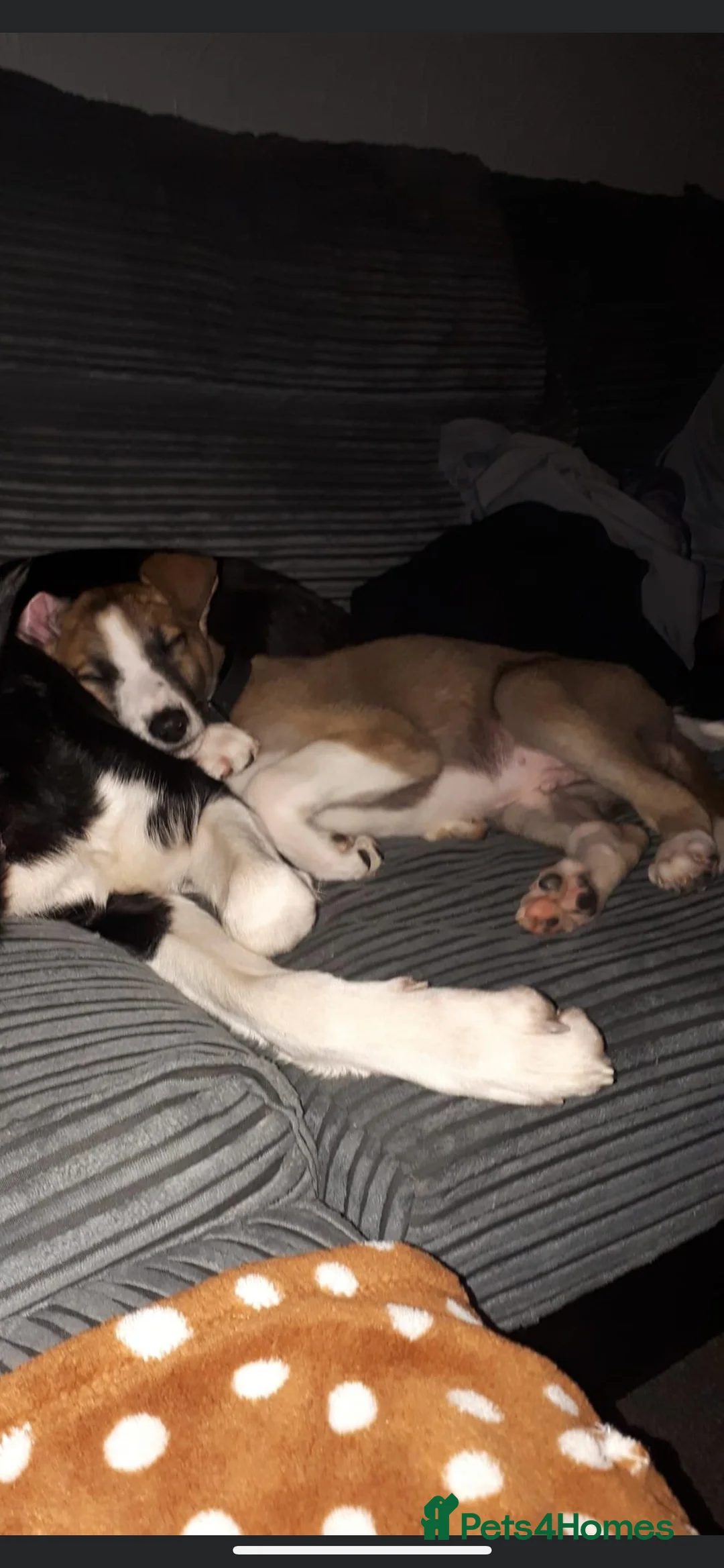 Lurcher dogs for stud: Lurcher for stud - Advert 34