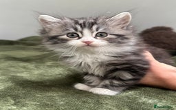 Scottish Fold cats for sale: Gorgeous fluffy Scottish Fold x DSH kittens - Image 14