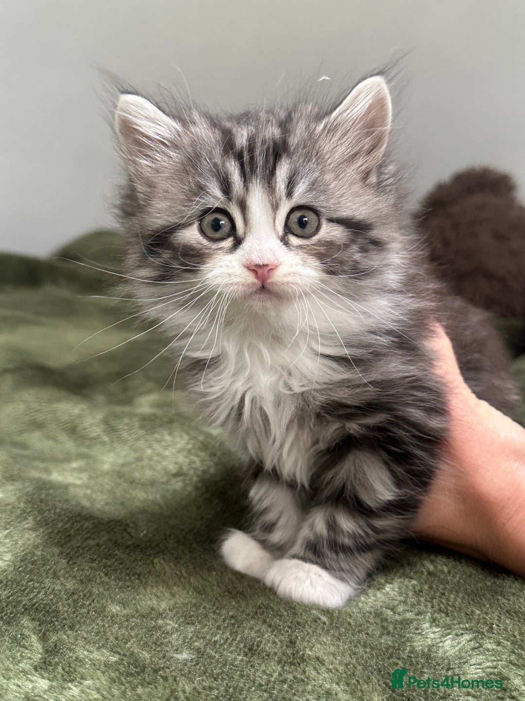 Scottish Fold cats for sale: Gorgeous fluffy Scottish Fold x DSH kittens - Image 14