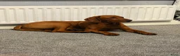 Mixed Breed dogs for sale: VIZLADOR - Advert 1
