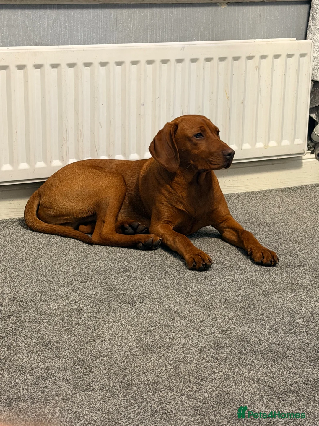 Mixed Breed dogs for sale: VIZLADOR - Advert 1