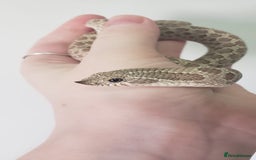 Snake reptiles for sale: Western hognose snakes available  - Image 3