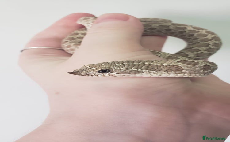 Snake reptiles - Advert 10