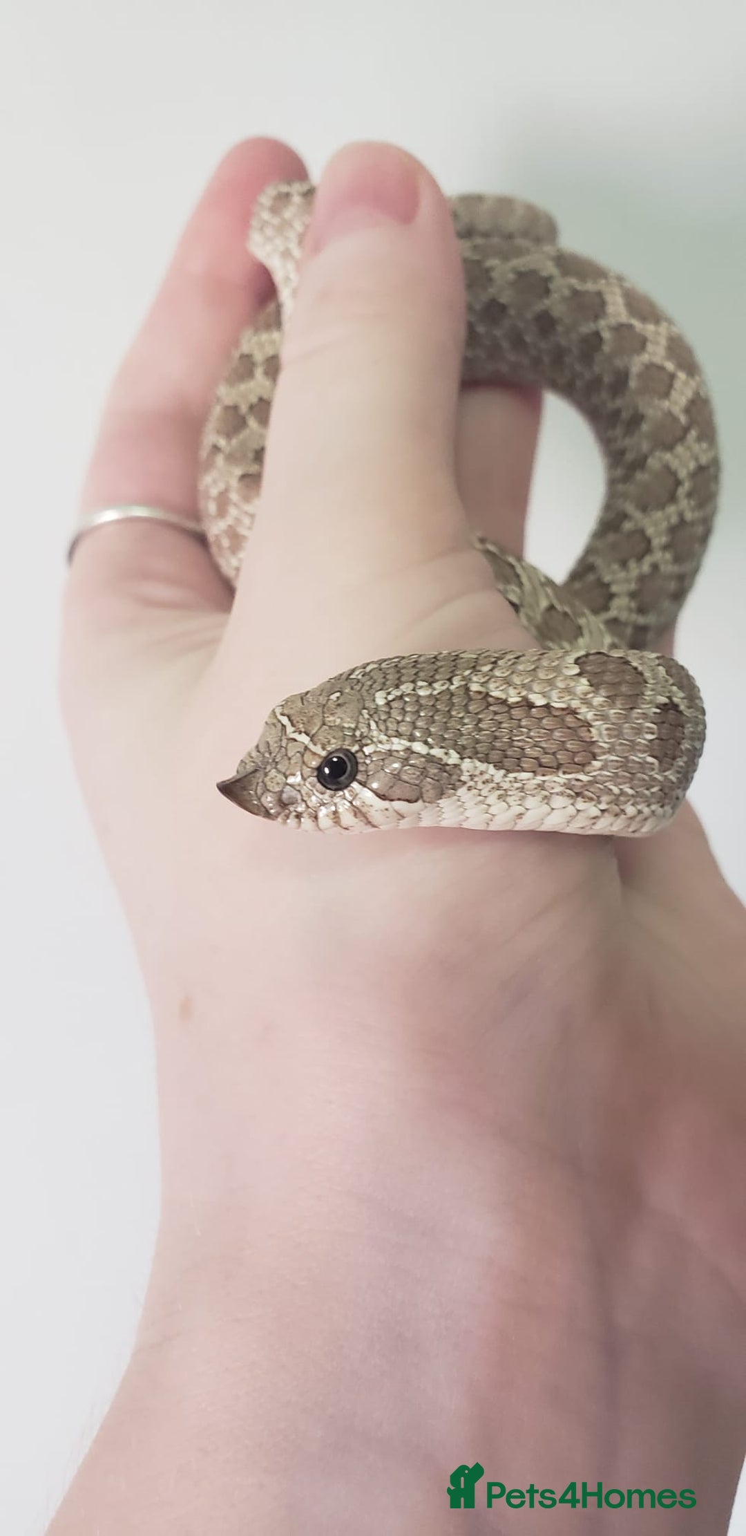 Snake reptiles for sale: Western hognose snakes available  - Image 3