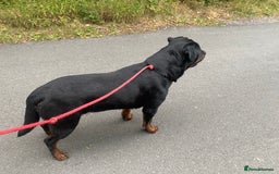 Rottweiler dogs for stud: Stunning male Rottweiler for stud  - Image 7