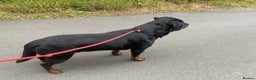 Rottweiler dogs for stud: Stunning male Rottweiler for stud  - Advert 7