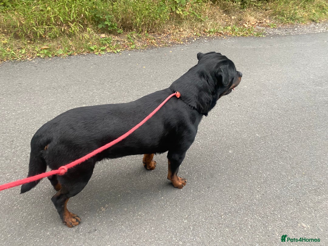 Rottweiler dogs for stud: Stunning male Rottweiler for stud  - Image 7