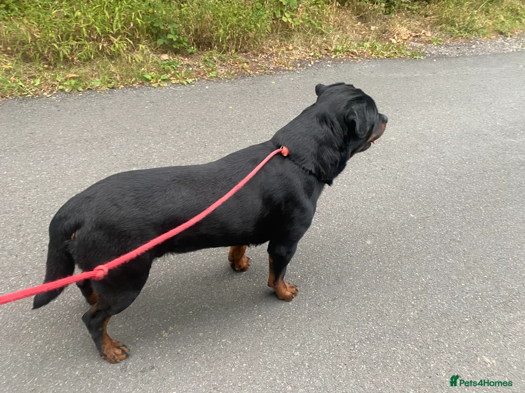 Rottweiler dogs for stud: Stunning male Rottweiler for stud  - Advert 8