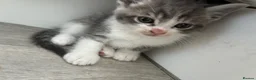 Mixed Breed cats for sale: 7 beautiful bsh x Persian kittens - Advert 4