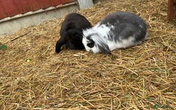 Lionhead rabbits for sale: Multiple bunnies for sale  - Image 4