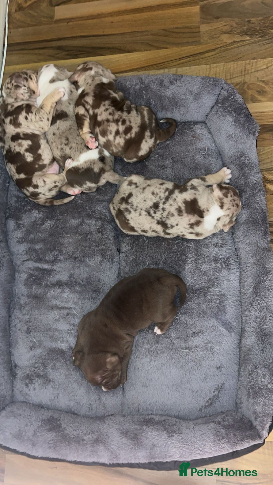 American Bully dogs for sale: 4 beautiful girl pocket bully’s  - Advert 7