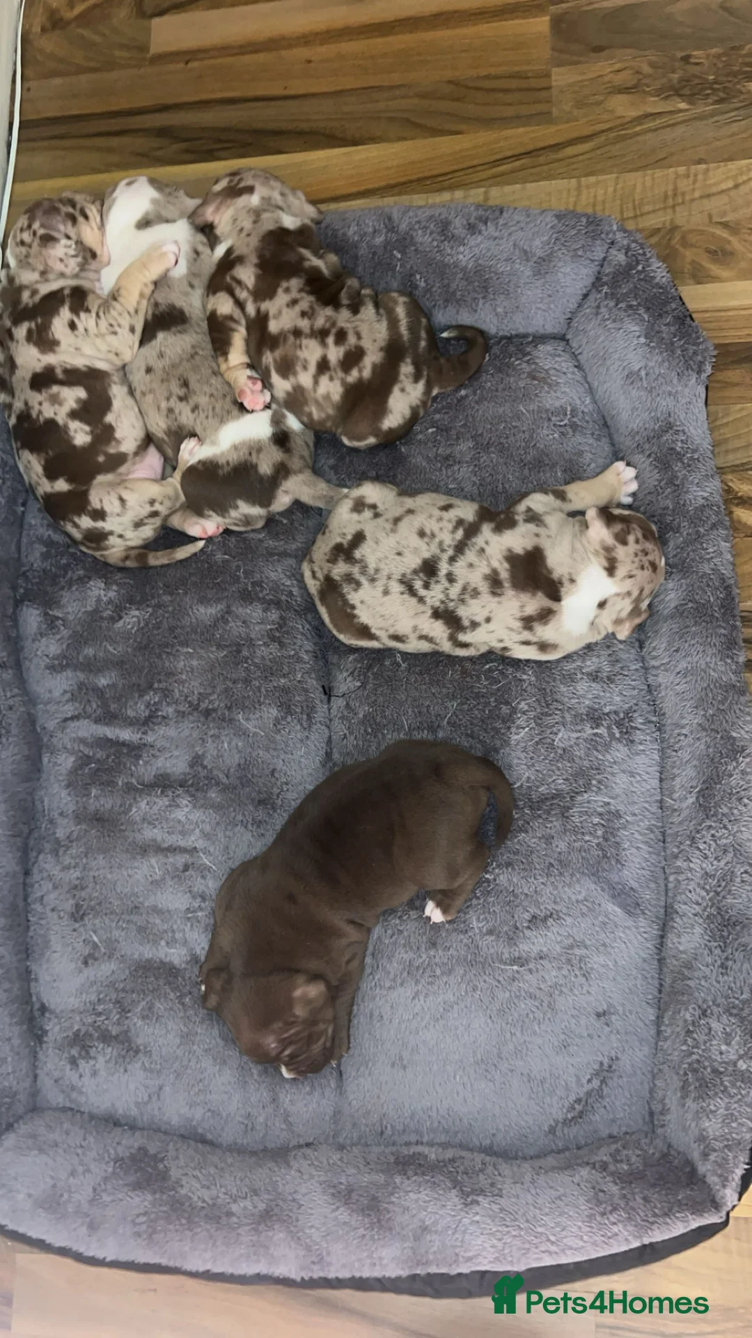 American Bully dogs for sale: 4 beautiful girl bully’s ready to go  - Advert 7