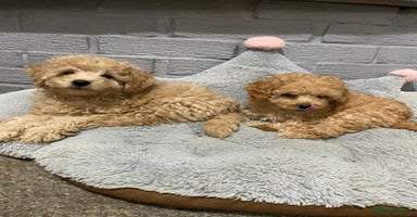 Toy Poodle dogs - Advert 12