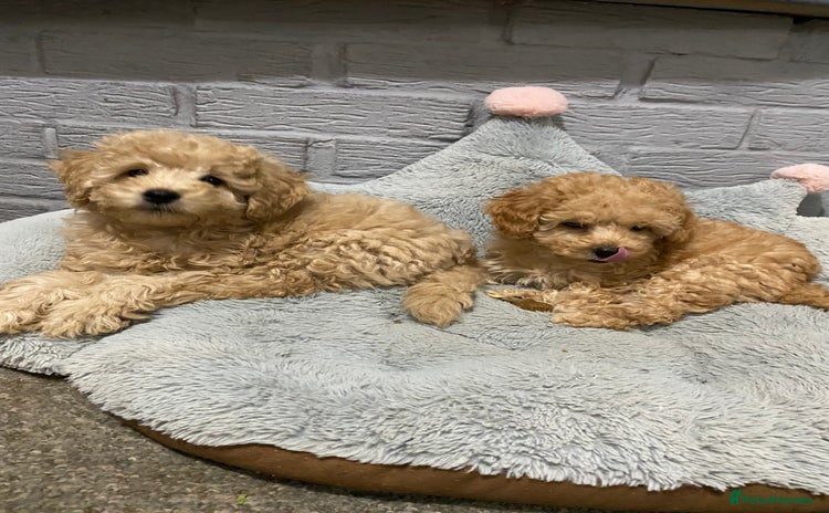 Toy Poodle dogs - Advert 4