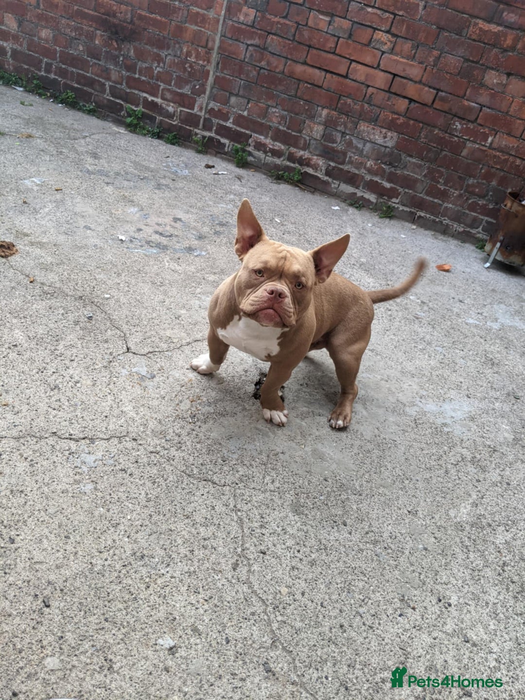American Bulldog dogs for sale: American pocket bully  - Image 1