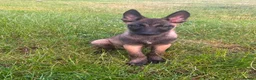Belgian Shepherd Dog dogs for sale: Belgain malinois  - Advert 3