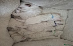 Ragdoll cats for sale: 5 Lovely, Pure Ragdoll Kittens - Image 22