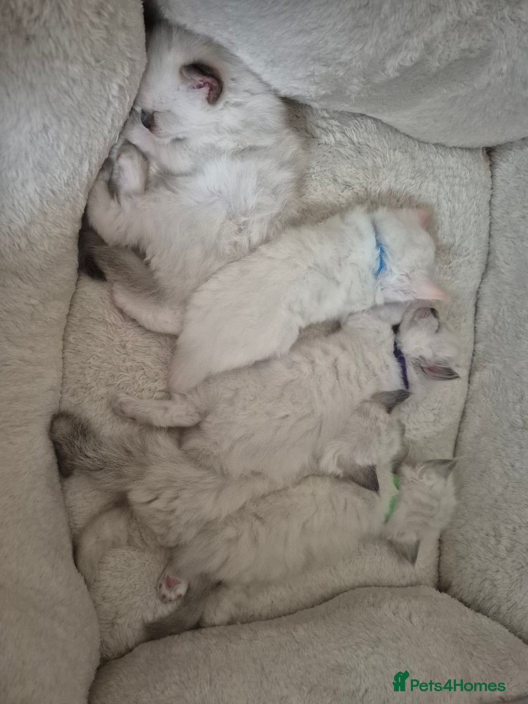 Ragdoll cats for sale: 5 Lovely, Pure Ragdoll Kittens - Image 22