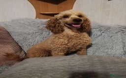 Mixed Breed dogs for sale: Schnoodle Puppies - Image 17