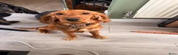 Cocker Spaniel dogs for sale: Female Cocker Spaniel - Advert 4