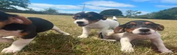 Jack Russell dogs for sale: Gorgeous Jack Russell Puppies  - Advert 5