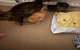 British Longhair cats for sale: Fluffy balls of joy - Image 2