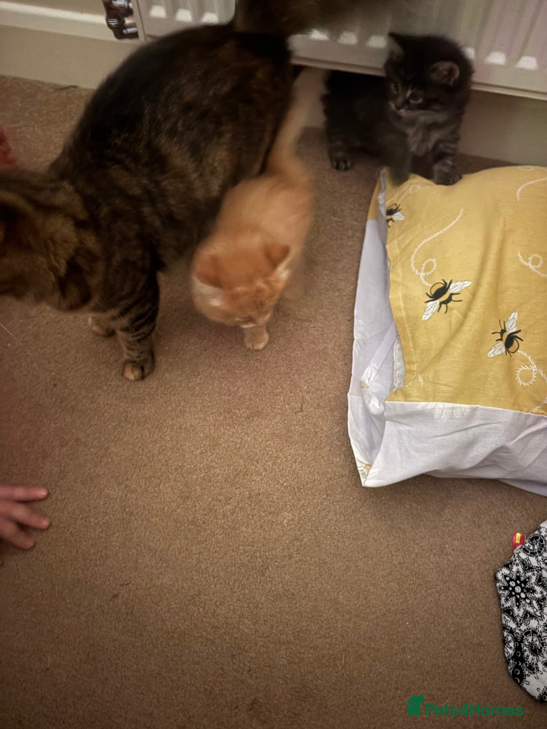 British Longhair cats for sale: Fluffy balls of joy - Image 2