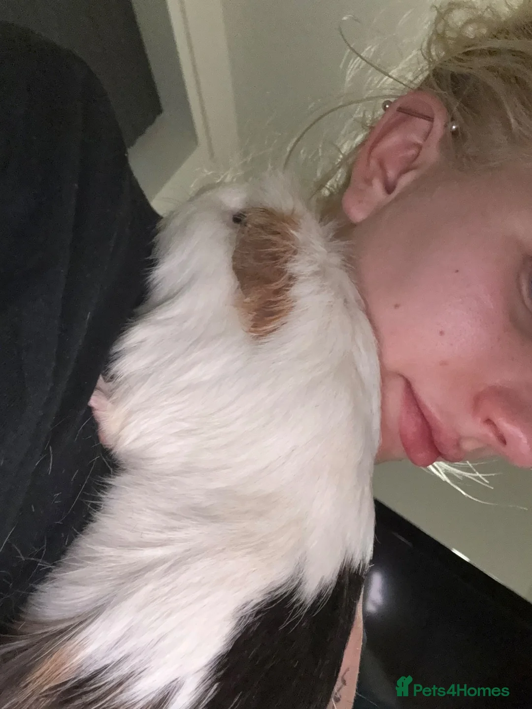Guinea Pig rodents for sale: Guinea pigs for rehoming - Advert 2