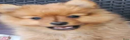 Pomeranian dogs for sale: 2 LEFT!! Purebred Cute fluffy Pomeranian Puppies! in Croydon - Advert 36
