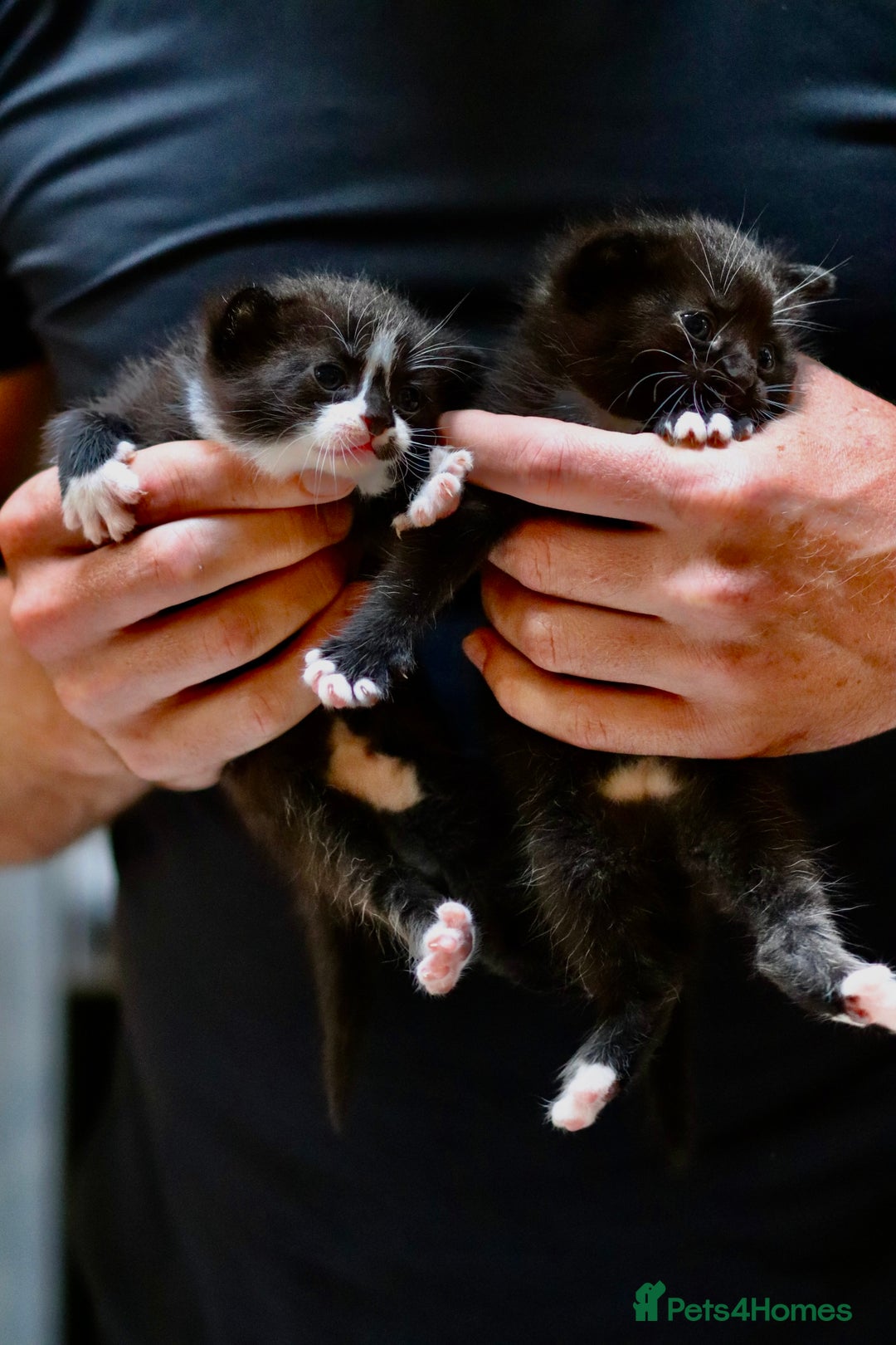 Mixed Breed cats for sale: Adorable kittens looking for a loving home - Image 12