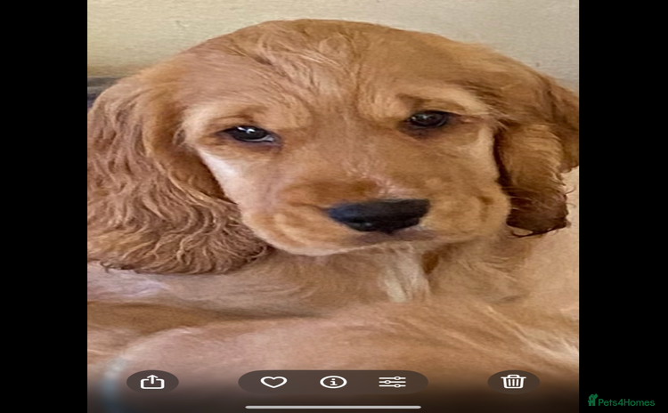 Cocker Spaniel dogs - Advert 2