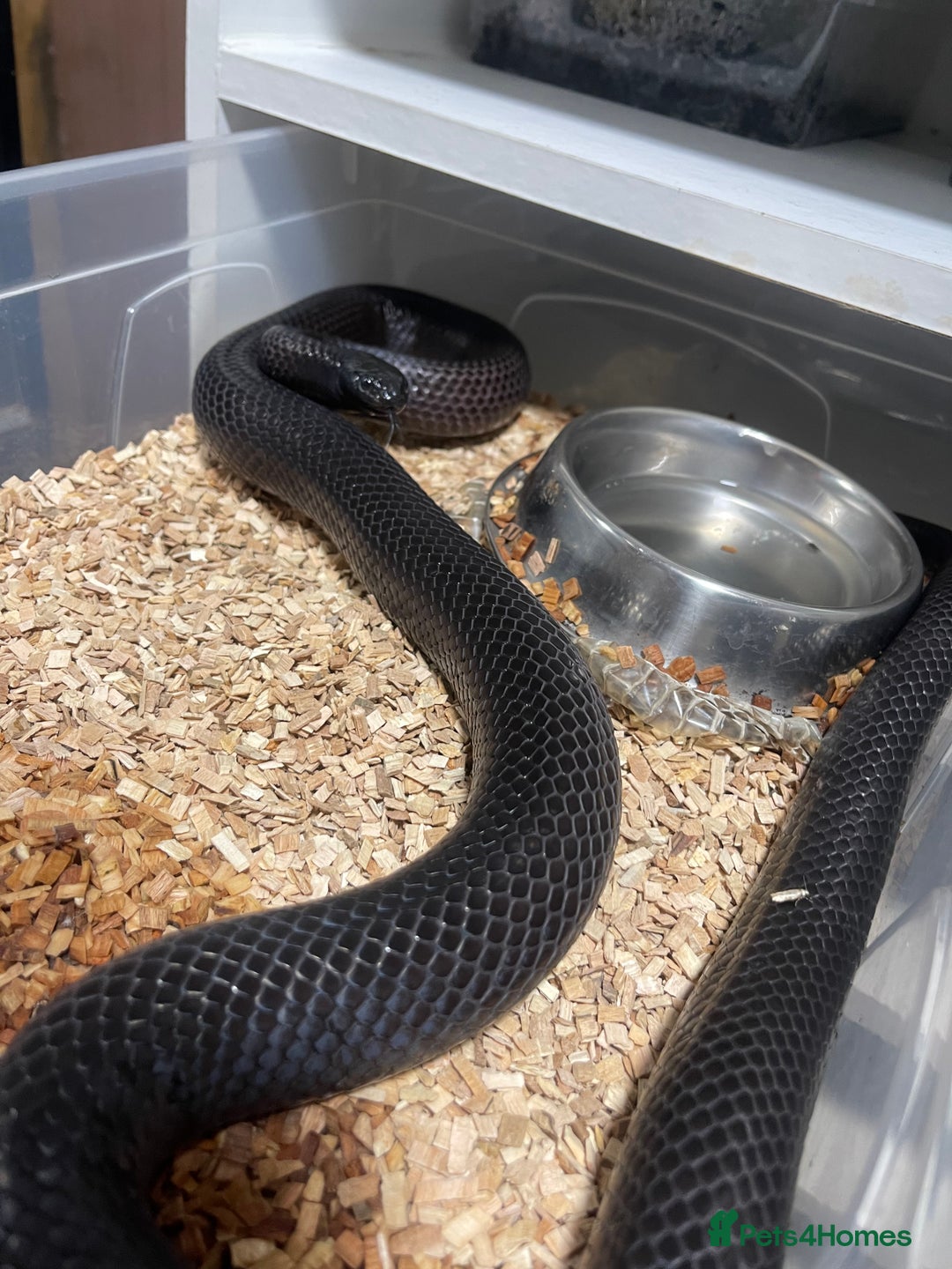 Snake reptiles for sale: Various snakes for sale - Advert 4