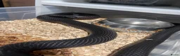 Snake reptiles for sale: Various snakes for sale - Advert 4