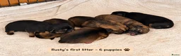 Border Terrier dogs for stud: Rusty – Proven, SLEM Clear Border Terrier Stud  - Advert 12