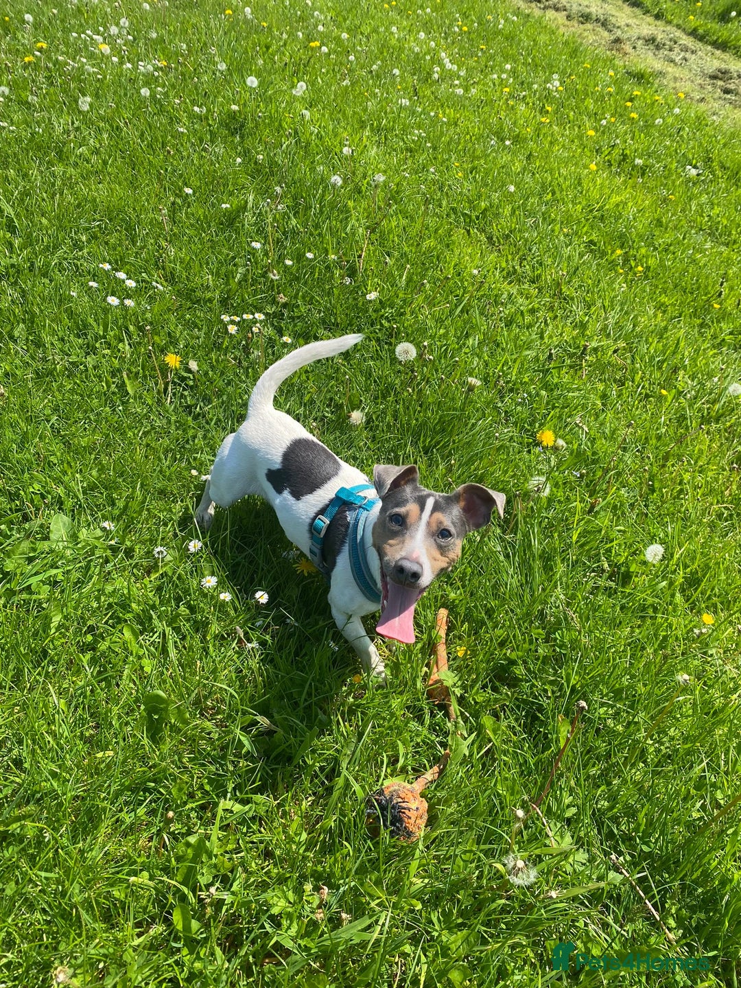 Jack Russell dogs for sale: 4 left!!! Blue/red tri JR puppies  - Advert 7