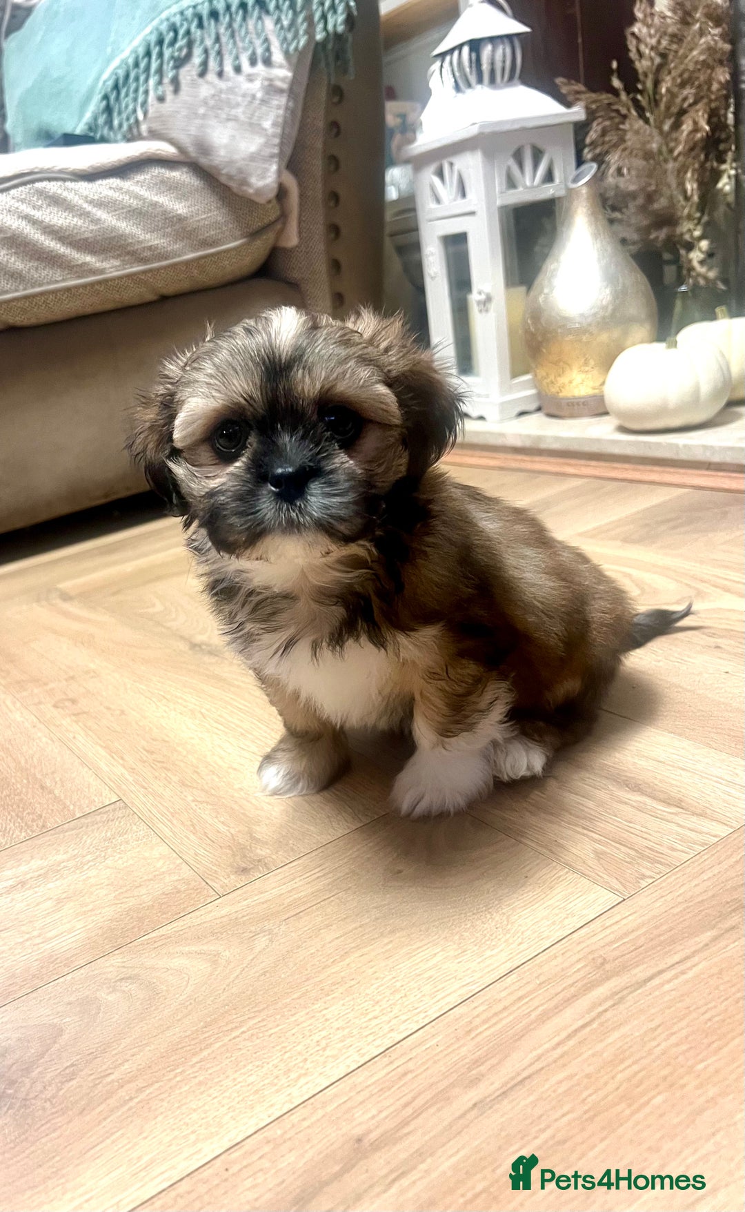 Lhasa Apso dogs for sale: Lhasa apso puppies  - Advert 15