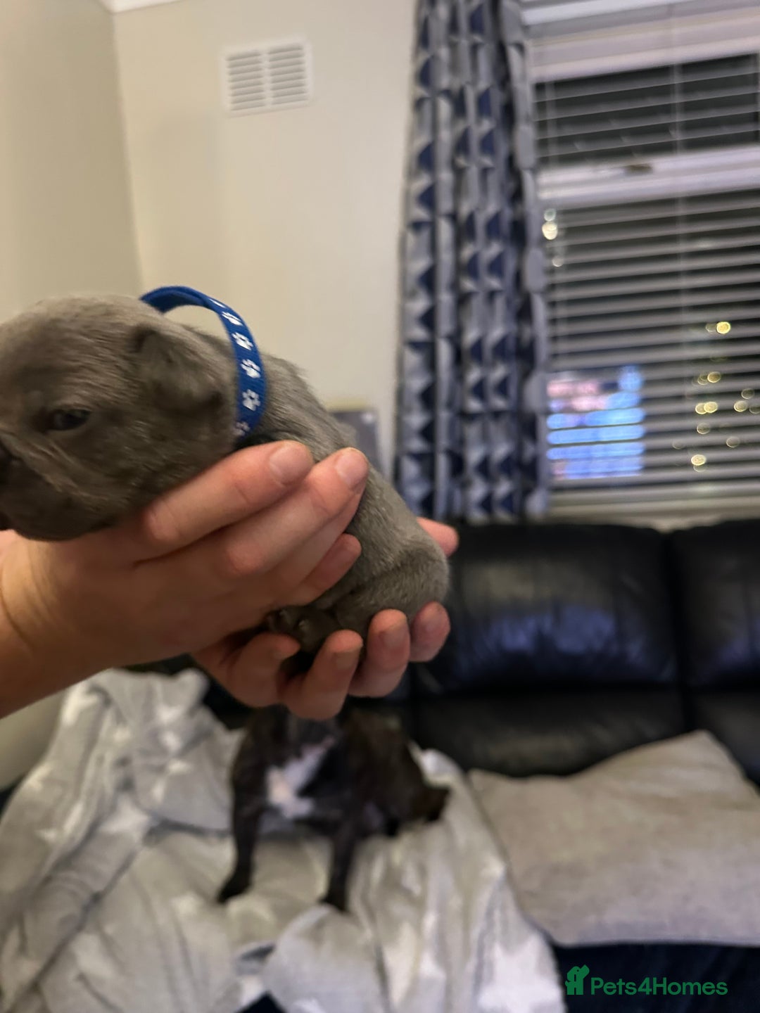 French Bulldog dogs for sale: 5 Beautiful French Bulldog Puppies - Advert 16