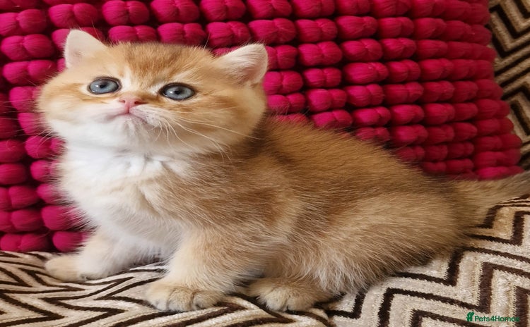 British Shorthair cats - Advert 4