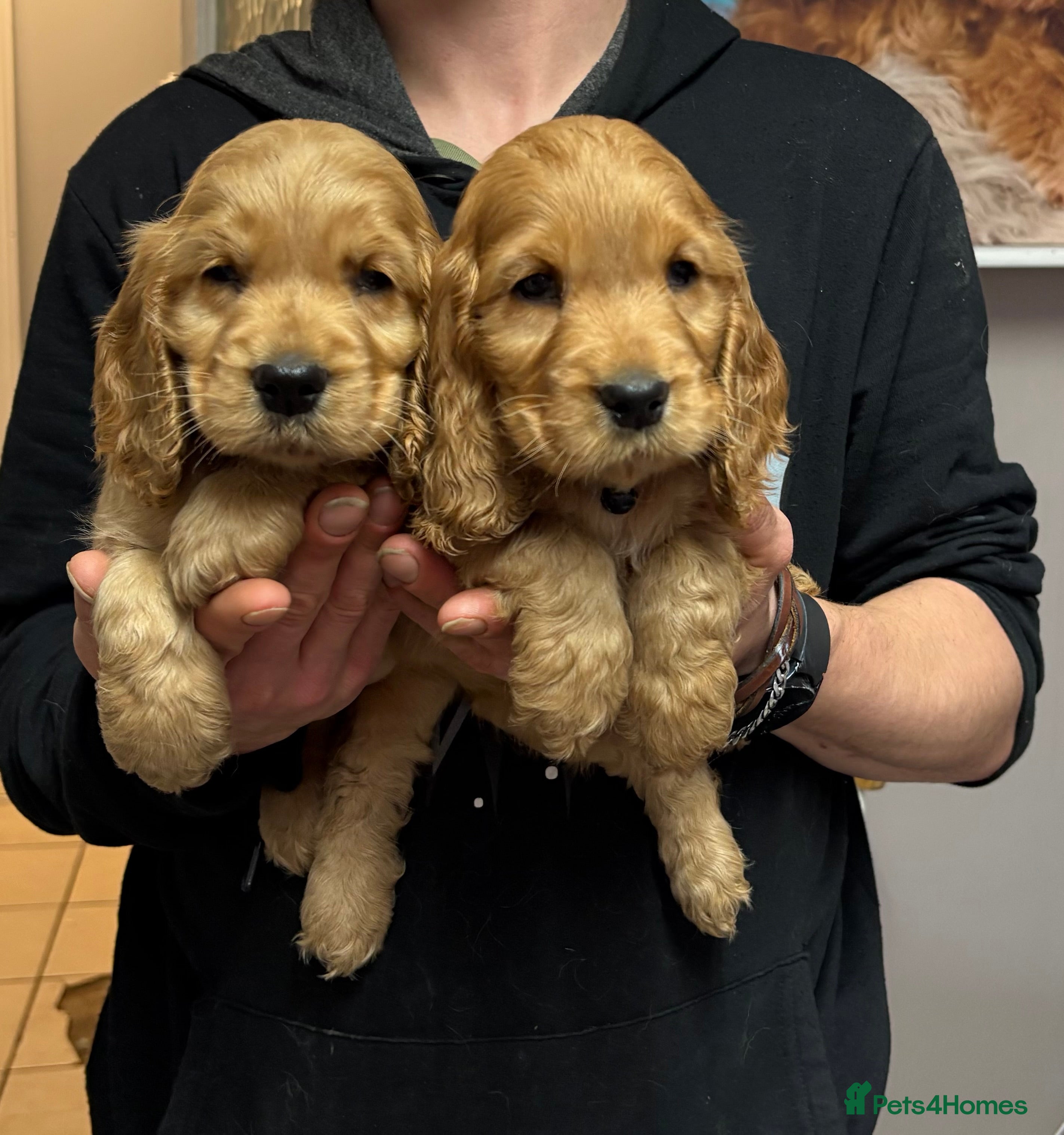 Cocker Spaniel dogs Outstanding KC Show Cocker Spaniels 🩷 - Advert 1
